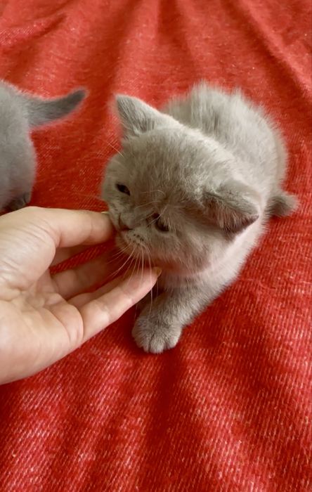 Gatinho Scottich Straight lilac