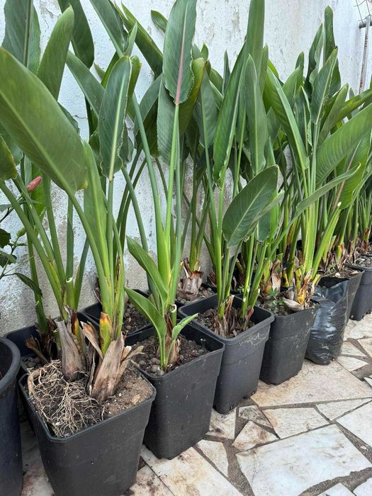 Estrelícia - Strelitzia reginae