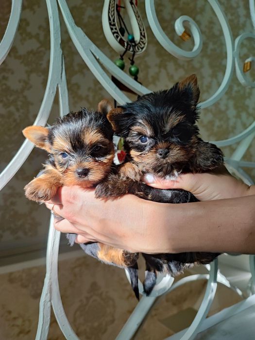 Красота в ваш дом