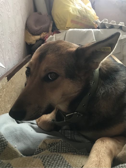 Собачка, дівчинка в добрі ручки!