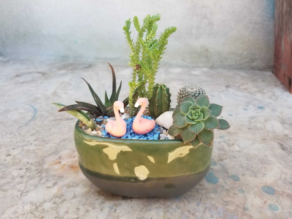 Arranjos de Suculentas