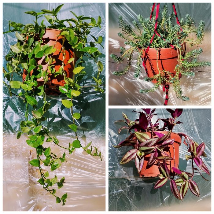 Suculentas pendentes