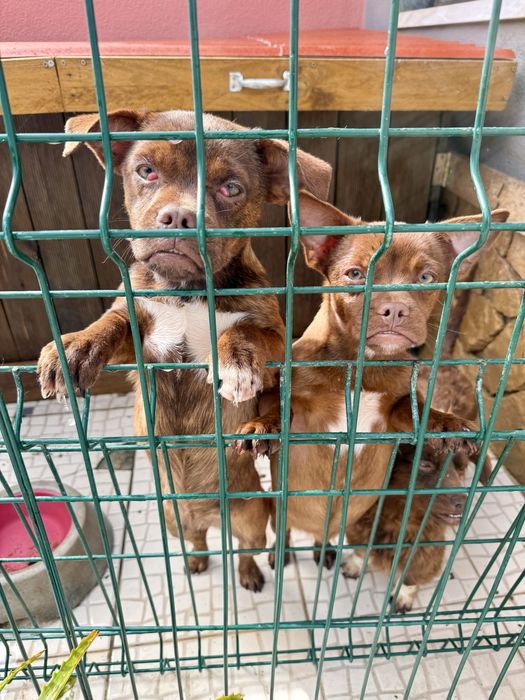 Cães para Adoção Responsável