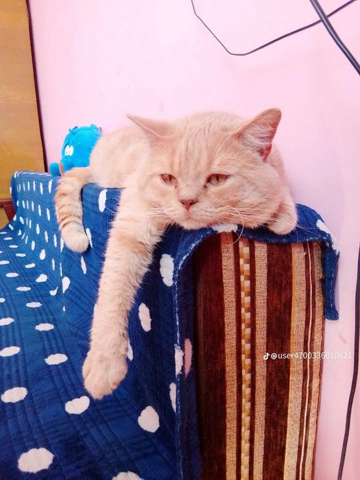 Котик шукає кішку для в'язки