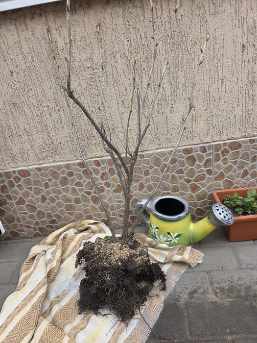 Кущі смородини сорту Чорний Бумер