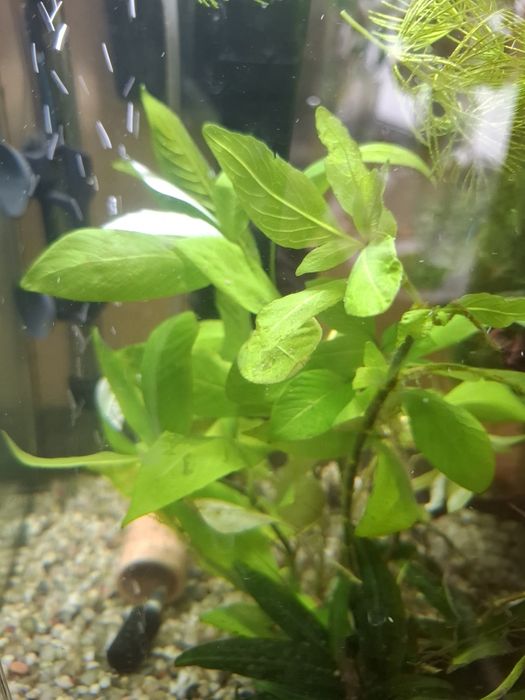 Hygrophila corymbosa orzech wodny
37