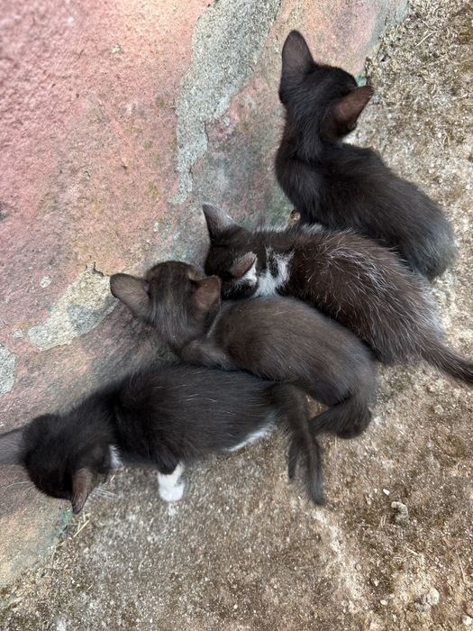 Gatinhos para adoção