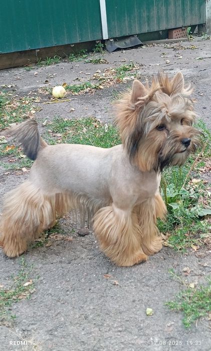 Веселий хлопчик йорка Жорік