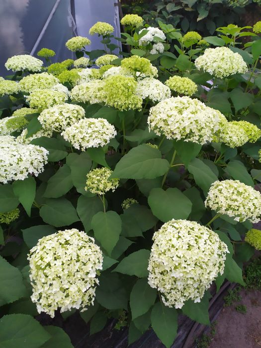 Sprzedam hortensje Anabelle