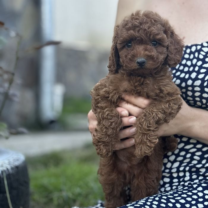 Red Braun хлопчики шоу классу