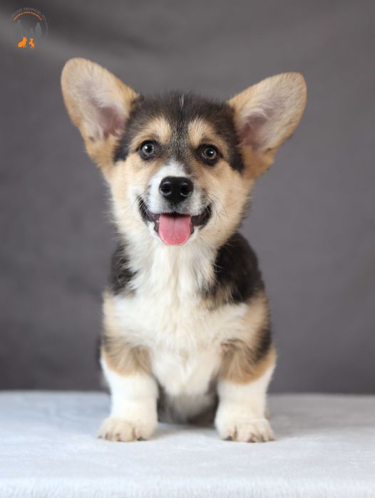 Welsh Corgi Pembroke - rodzice przebadani na chor. gen