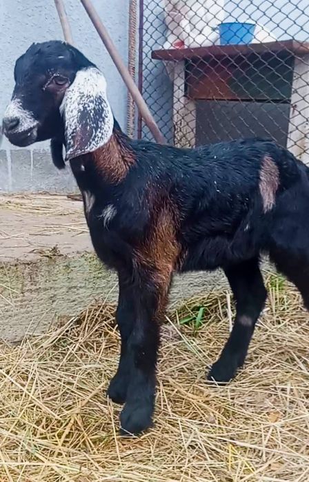 Дуже красива англо-нубійська кізочка.