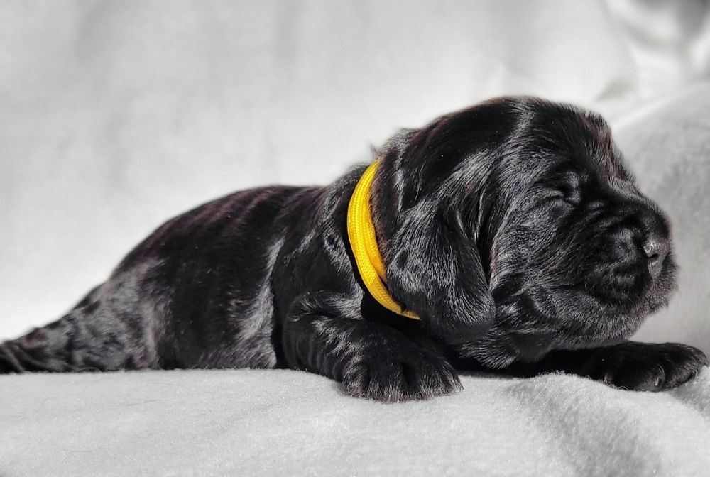 Cocker spaniel angielski cudne węgielki