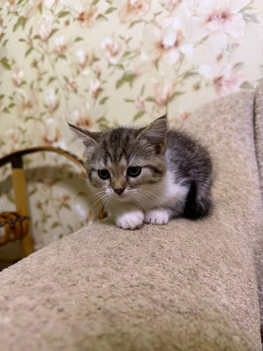 Віддам кошенят в добрі руки
