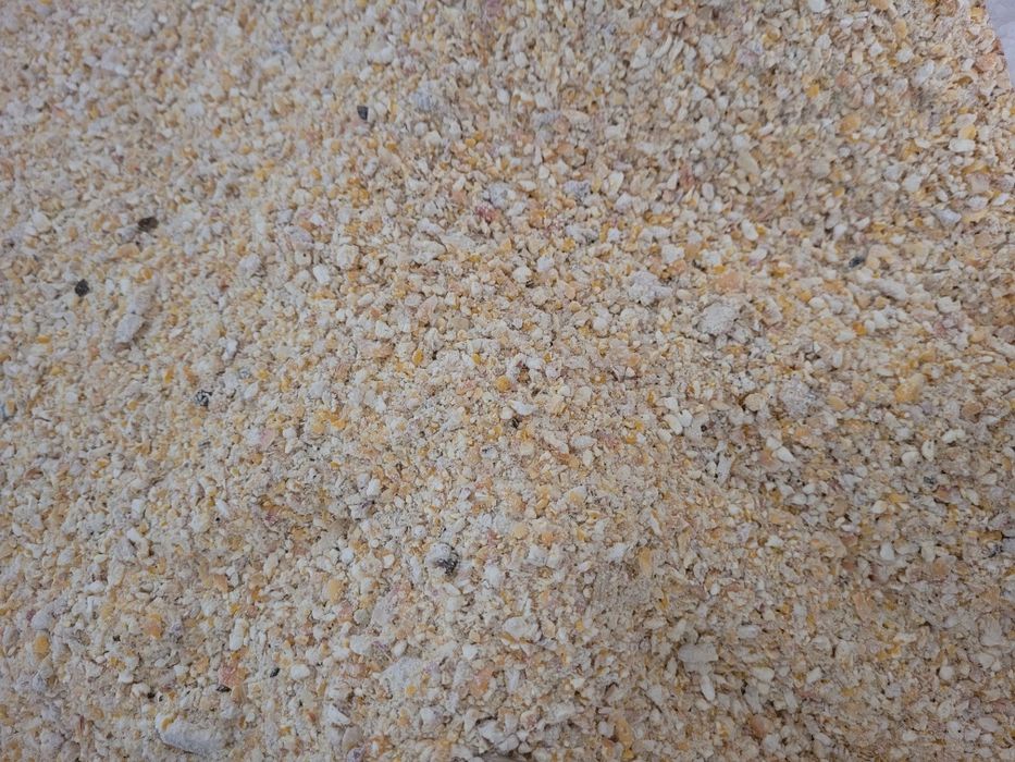 Kukurydza sucha 2025 cała i mielona dla kur