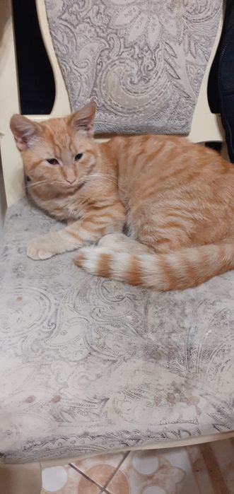 Рудий кіт безкоштовно