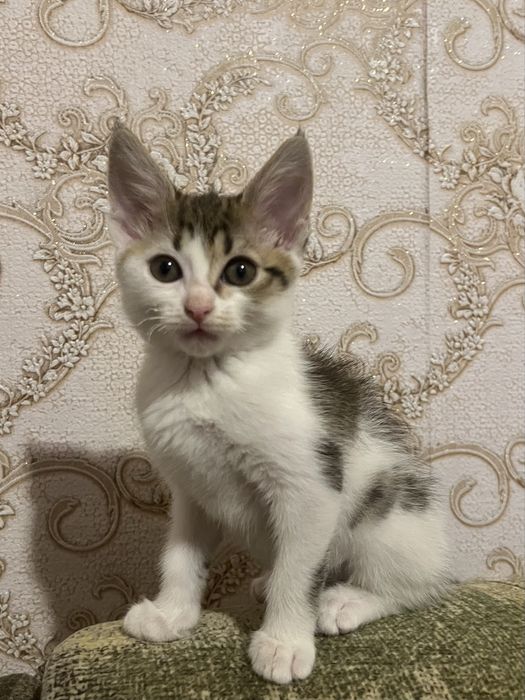 Віддам кошенят у люблячу сімʼю, чорний хлопчик і дві дівчинки