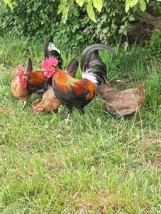 Karzełek polski kurki kury liliputki jaja jajka lęgowe