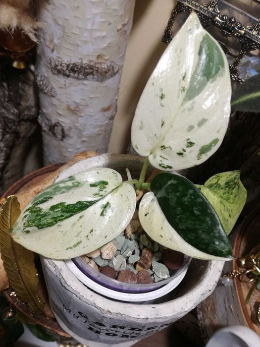 Scindapsus Mayari Marble Variegata NoID UNIKAT monstera philodendron
