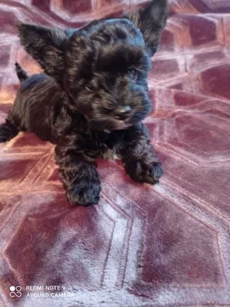 Yourkshriler Terrier