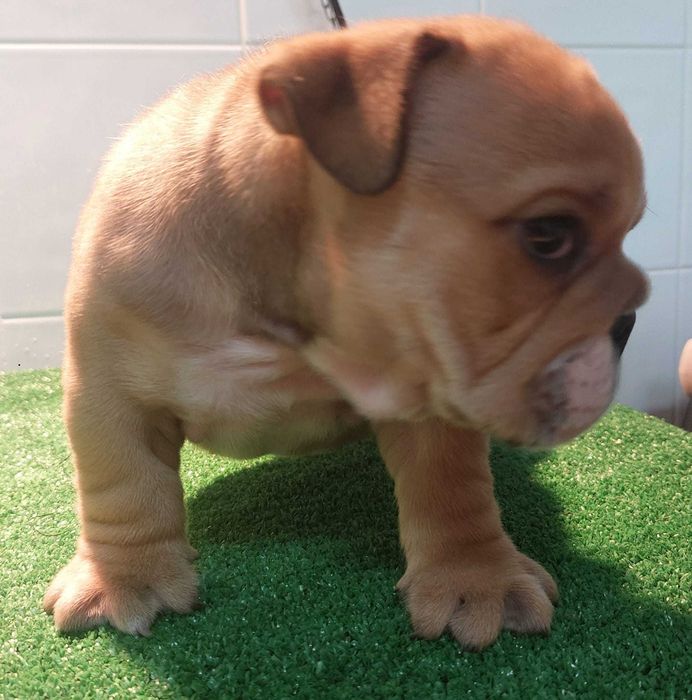 Bulldog inglês Macho