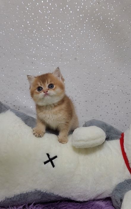 Шотландське кошеня
