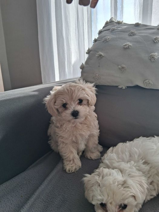 Maltipoo śliczne szczenięta
