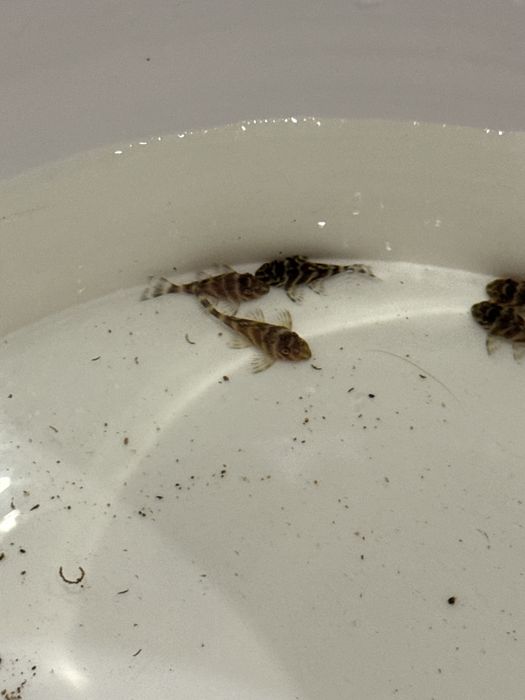Hypancistrus sp. L333 (Glonojad) - Aqua-Tech
