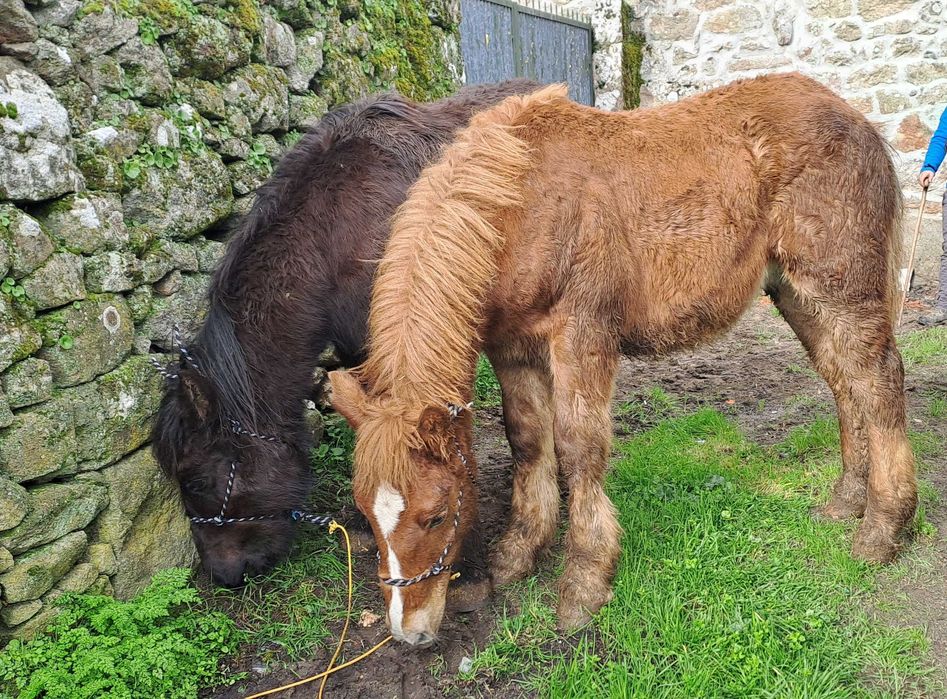 Poldros breton de 2025