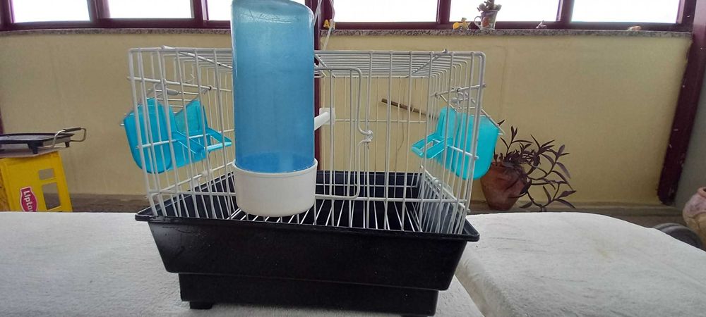 Ninhos madeira exóticos e agapornis/diamante gould.