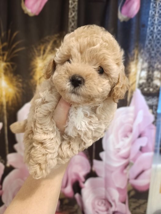 Мальтіпу дівчатка