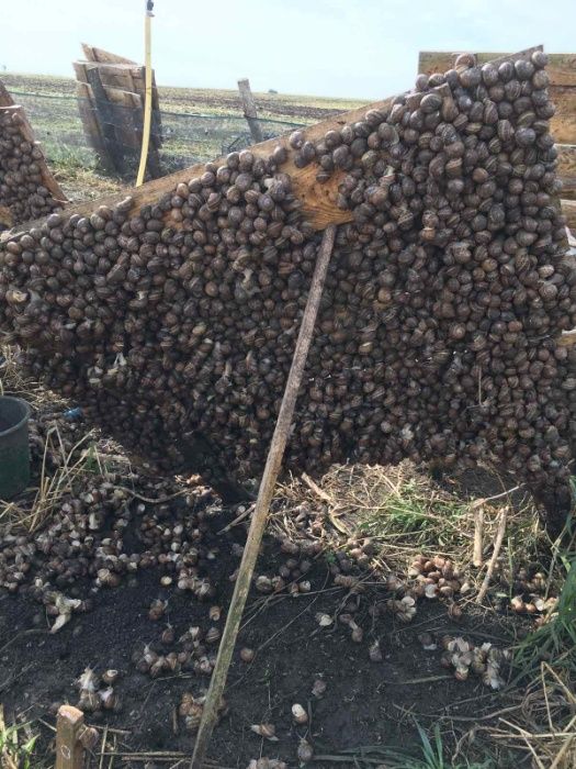 Маточне стадо равлика улитки Helix Aspersia Muller