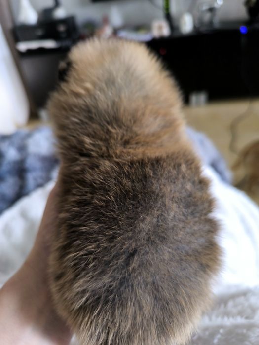 Spitz anão.Lulu da Pomerânia. Menino Mini com LOP e Afixo