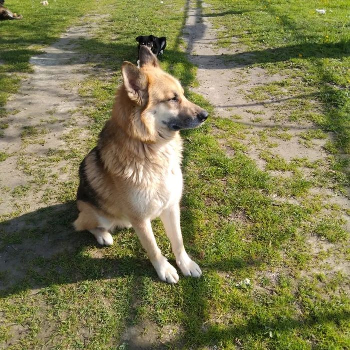 Kokos z Wojtyszek poleca się do adopcji