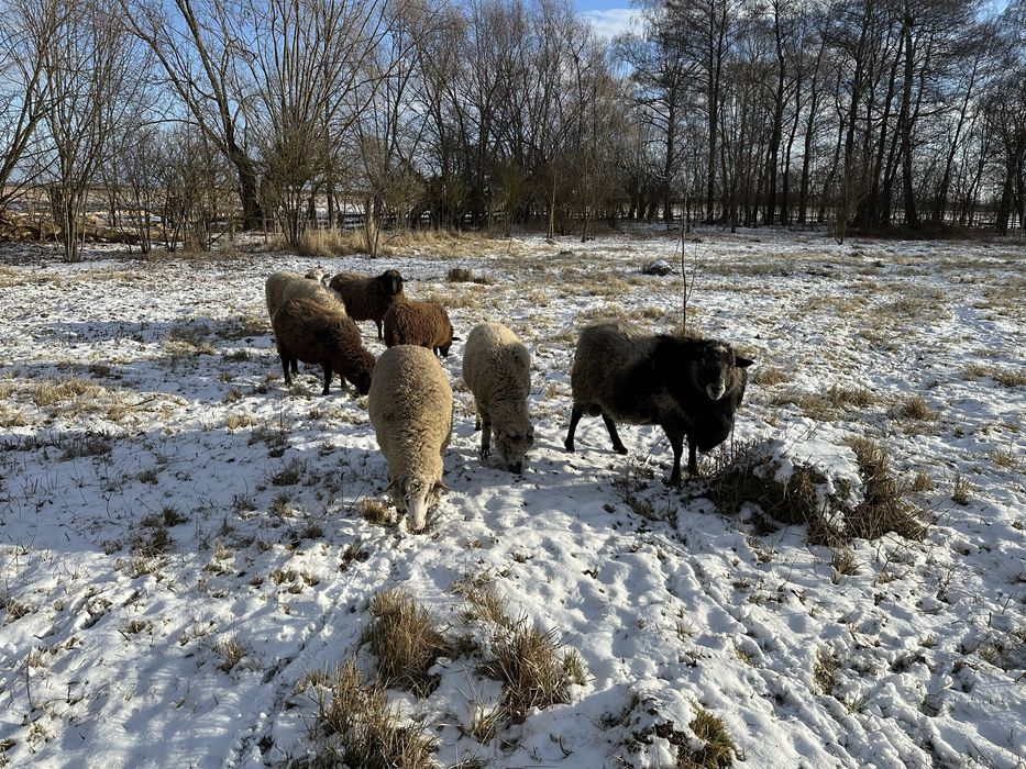 Продаються вівці