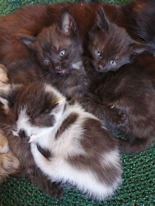 Отдам даром котят