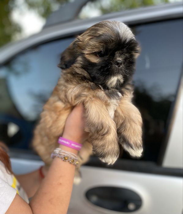 Шукаємо родину для шитцу