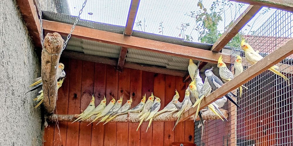 Papugi papuga ptaki nimfy