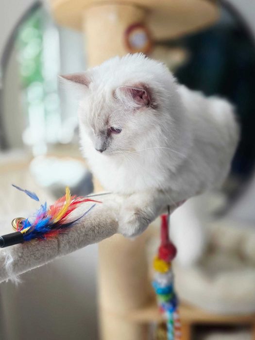 Ragdoll Śląsk FPL/FIFE