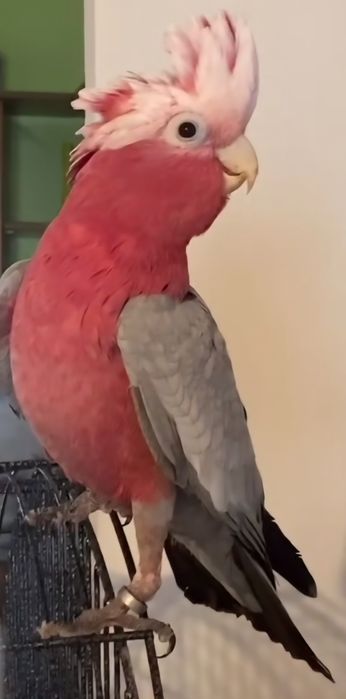 Catatua Galah meiga