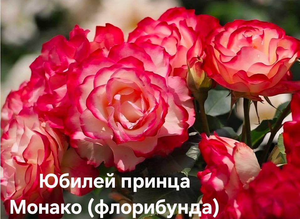 Троянди та клематиси