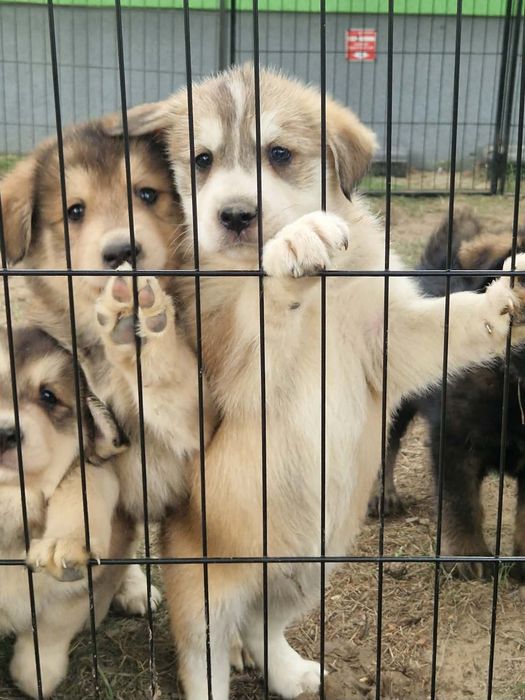Przepiękne Futrzaki do adopcji :)