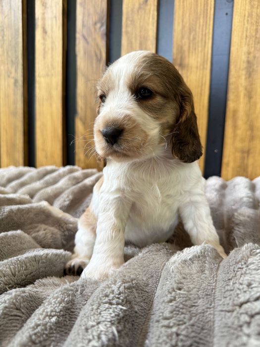 Cocker spaniel angielski