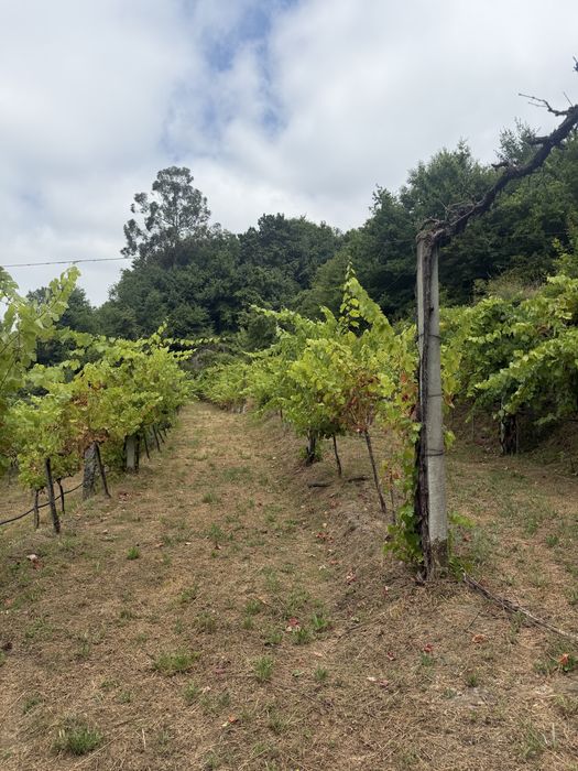 Terreno agricola