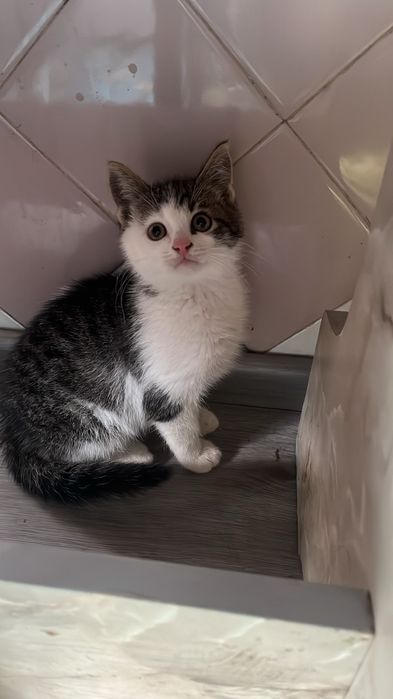 Котик з Херсону. 3 місяці