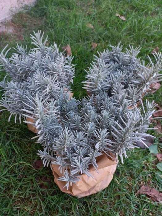 Лаванда фіолетова