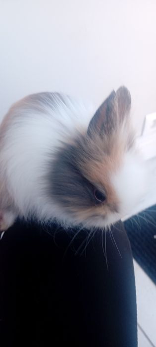 Króliczki miniaturki lwie