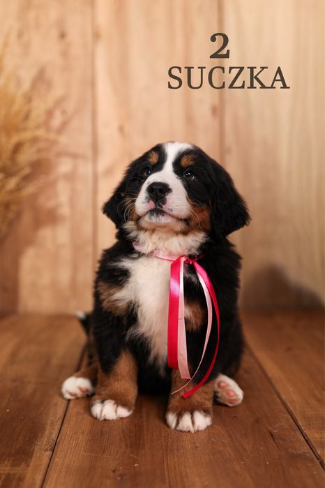 Berneński pies pasterski suczka