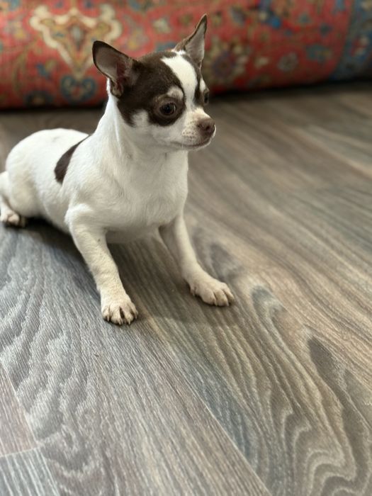 Розпродаж.хлопчик за супер ціною