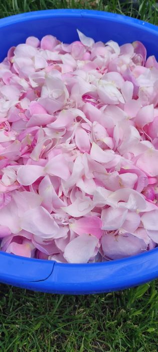 Пелюстки чайної троянди. Є свіжі й сушені